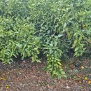 동백부엌 이미지