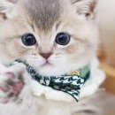 강남고양이분양 스타돌스 | 강남 고양이 분양, 스타돌스에서 찾은 반려묘의 특별한 매력!