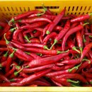 참이슬 농원 이미지