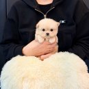 안녕, 멍냥 | 노원구강아지분양 후기 보고 찾은 멍냥스타!