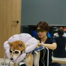 사과나무 한방재활 동물병원 네이버블로그