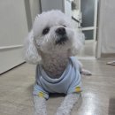 파리바게뜨(남춘천점) | 파리바게뜨 신상 내돈내산 베리밤레드케이크 솔직후기 (feat.빵값인하소식)