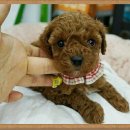 부암3동-12 이미지