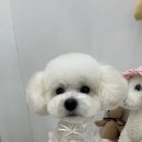해피 테디 펫 살롱 | 송파애견미용 퍼플포우 펫살롱 방문후기