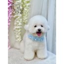 강아지미용실 정독 이미지