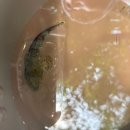 사지목나무그늘 이미지