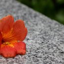 솔잎이슬 이미지