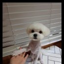 뽀송뽀송 애견미용 이미지