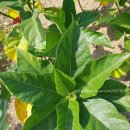 천선농장 이미지