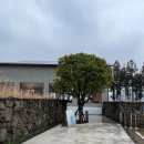 서호중앙로 | 제주(2)_4박 5일 제주 여행:) 내돈내산 맛집/카페, 비자림, 주상절리, 제주마음샌드