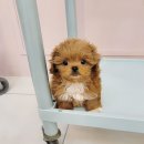 강아지분양 애견분양 꽃강아지 광진점 이미지