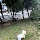 다둥 반려견 호텔 유치원 이미지