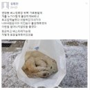 강아지정류장 이미지