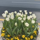 피자1991 경산 직영점(Pizza1991) | 230331. 3월의 마지막