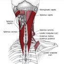 판상근(두판상근 splenius capitis, 경판상근 splenius cervicis) 이미지