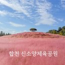 신소양체육공원 | 경남 합천 신소양체육공원 핑크뮬리 코스모스 후기 주차장