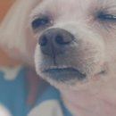 퍼피게스트하우스 이미지