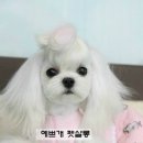 예쁘개# 애견미용실 이미지