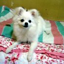 콩이언니