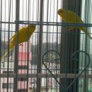 꼬이꼬이 이미지