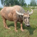 황산농기계 이미지