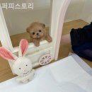 퍼피스토리