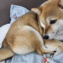 반려동물을 위한 천연아로마제품 원데이 클래스 | 늘봄 아로마 공방 니치향수 원데이 클래스 후기 (배곧 데이트 코스 추천)