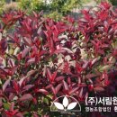 조경설계서림 이미지