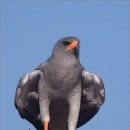 Pale Chanting Goshawk 이미지