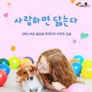 펫사랑 이미지