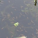 해평 금호리 이미지