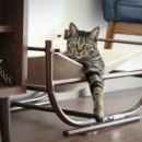 펫 앤 휴(PET AND HUMAN) | 고사료 연어 스킨앤코트, 고양이피부와 털에 좋아요