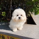 펫펏요미독강아지고양이분양애견샵 | 의정부에서 만난 사랑스러운 꼬숑, 의정부애견 데일리독 의정부점 방문 후기