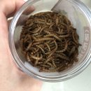 무안곤충농장 이미지