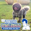 의성 펫월드 오토캠핑장 애견동반캠핑 후기와 자세한 캠핑장소개