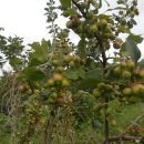 흥국농장 이미지