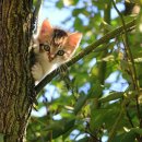 냥블레스유 이미지