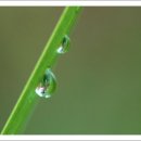 풀잎사랑 이미지