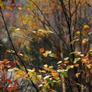 983 | 사랑 명상 983