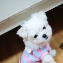 꼬맹이집