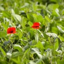 스마일행정사사무소 이미지