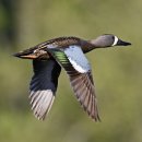 푸른날개쇠오리 [Blue-winged teal, 아나스 디스코르스 (Anas discors)] 이미지