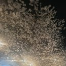 평택대학교 | 2026평택대학교 벚꽃축제현장 생생후기