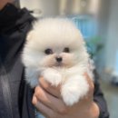 마리켄넬 이미지