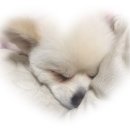 멍멍아 야옹 이미지