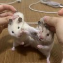 이여도 이미지