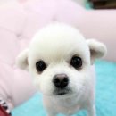 뷰티펫 하우스 이미지