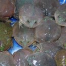 멍텅구리 이미지