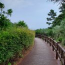 제주의 사색 이미지