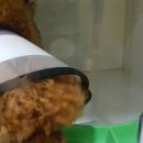 애니힐동물병원 이미지